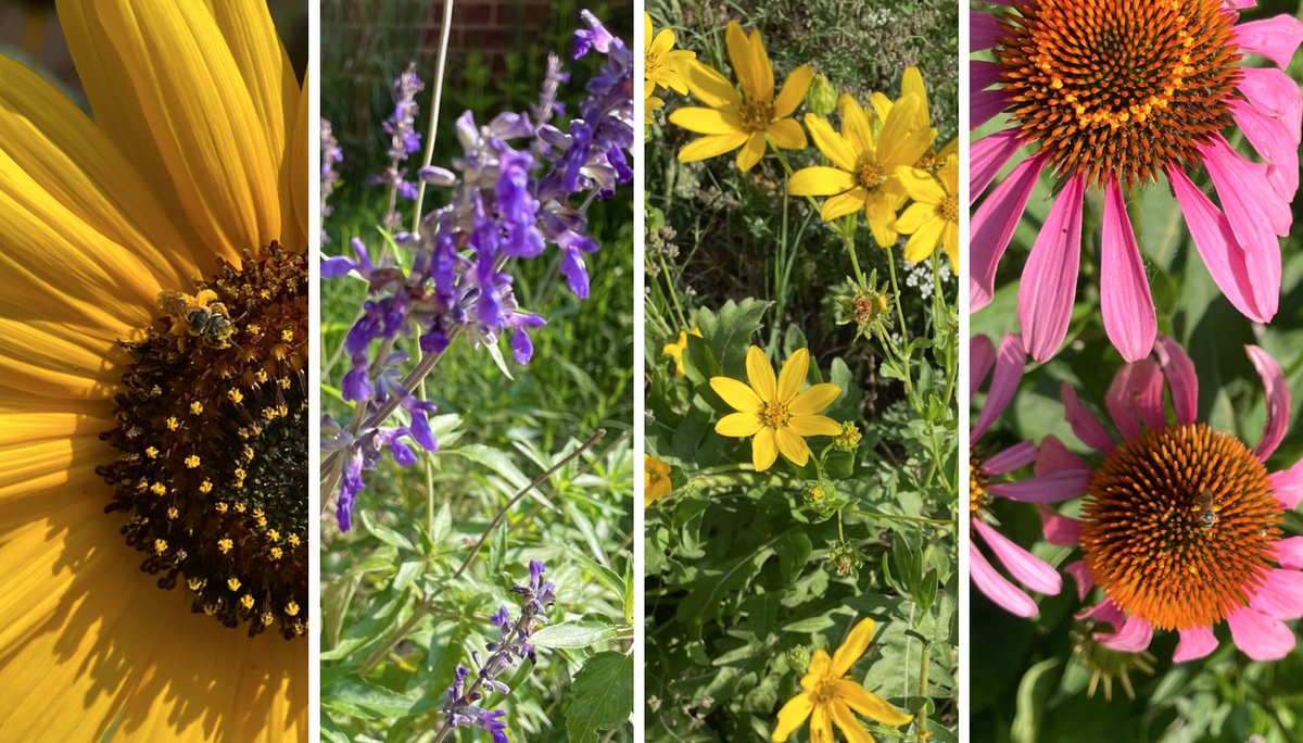 So thankful for <a href="/GrowItDesigns/">Grow It Land Designs</a> and <a href="/TCAtexas/">Texas Conservation Alliance</a> for helping with our pocket prairie this year.  Our pollinators are so happy 🐝🦋