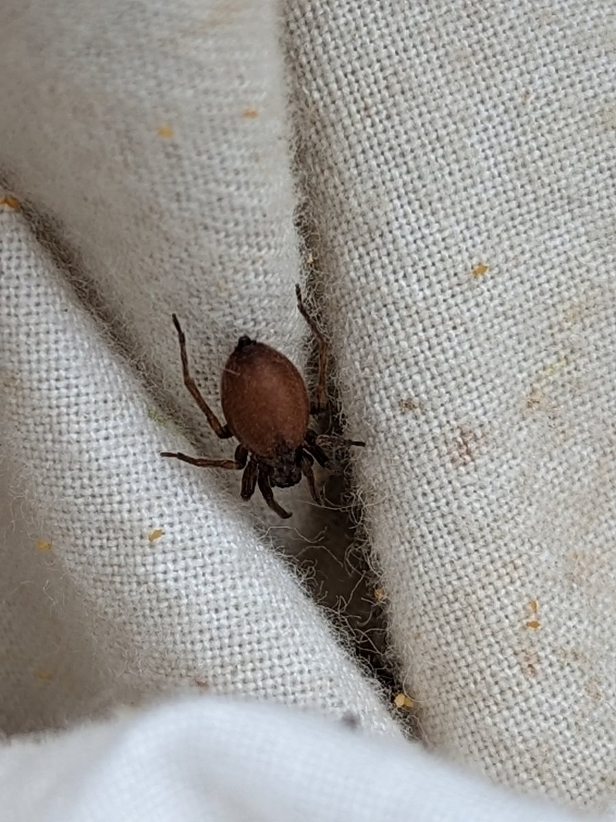 Swept from an apple tree Telford Weald,gravid?,any ideas <a href="/BritishSpiders/">BAS</a>