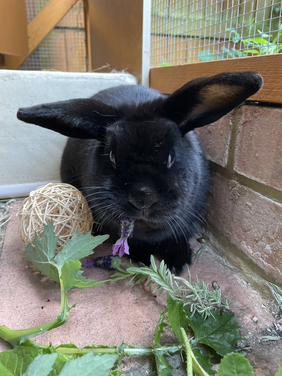 Deeeelish flower 😋🌸

#BunniesOfTwitter #RabbitsOfTwitter