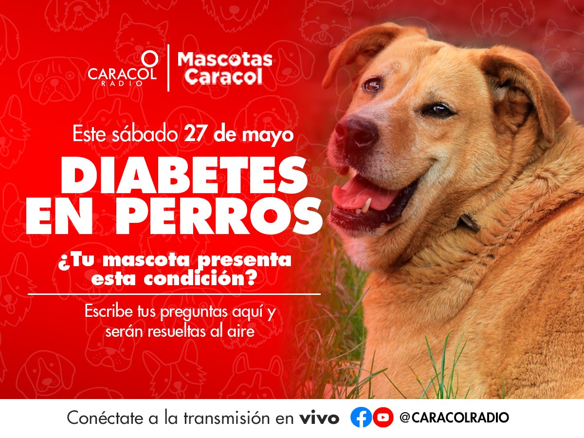 Mañana 27 de mayo en #MascotasCaracol:
Diabetes en perros🐾

¿Tiene una mascota que presente esta condición? Escriba sus preguntas aquí y serán resueltas al aire.

#MascotasCaracol
Todos los sábados 1pm.
Dirige: <a href="/MarkLeeOficial/">Mark Lee</a>.