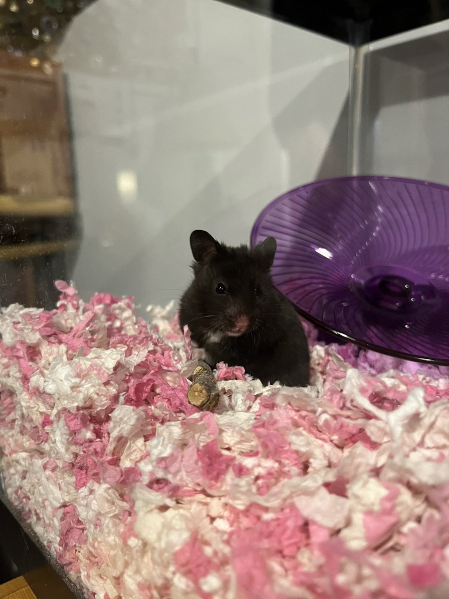 karastfu's tweet photo. Not that anyone cares too much but I got a hamster and I love him with every fibre of my being https://t.co/fHUVMGBgT8