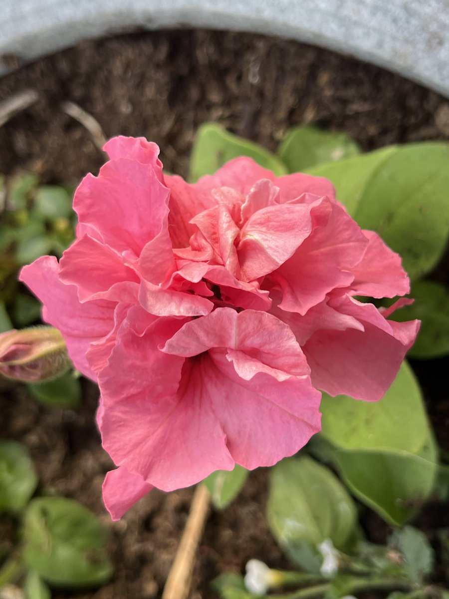 papaver's tweet photo. #todaysfavourite petunia - frilly salmony-pinkness of happy #beddingplants #annualflowers #containerplanting #mygarden #GardeningTwitter https://t.co/5WP9VmLQq9
