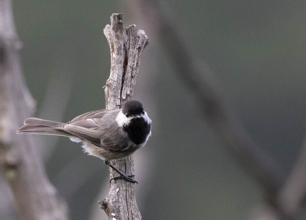 Mexican chickadees are slightly darker gray than their cousins. Still, it's easy to know when you've seen one because they only live in the mountainous pine forests of southern Arizona and New Mexico down through Mexico. 

📸: Ryan Mandelbaum, CC BY 2.0 flic.kr/p/2nDL2sL