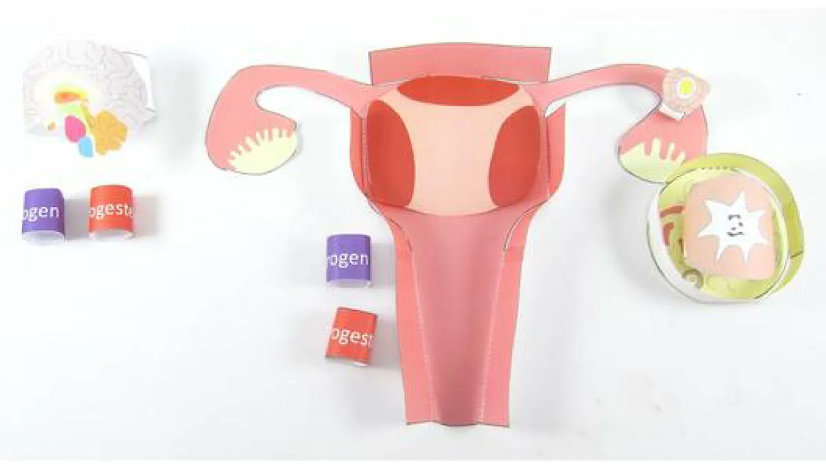 Teach the menstrual cycle with our paper model! Helps students understand how hormones produced by the pituitary gland act on the ovaries. bit.ly/3d2d0QR 

#menstrualcycle #biologyteachers #iteachbio #scienceteachers #reproductivesystem