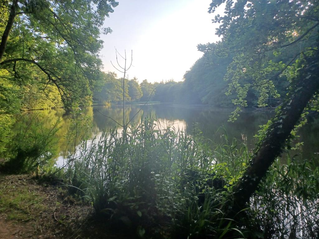 #newent lake in the springtime evening sunlight