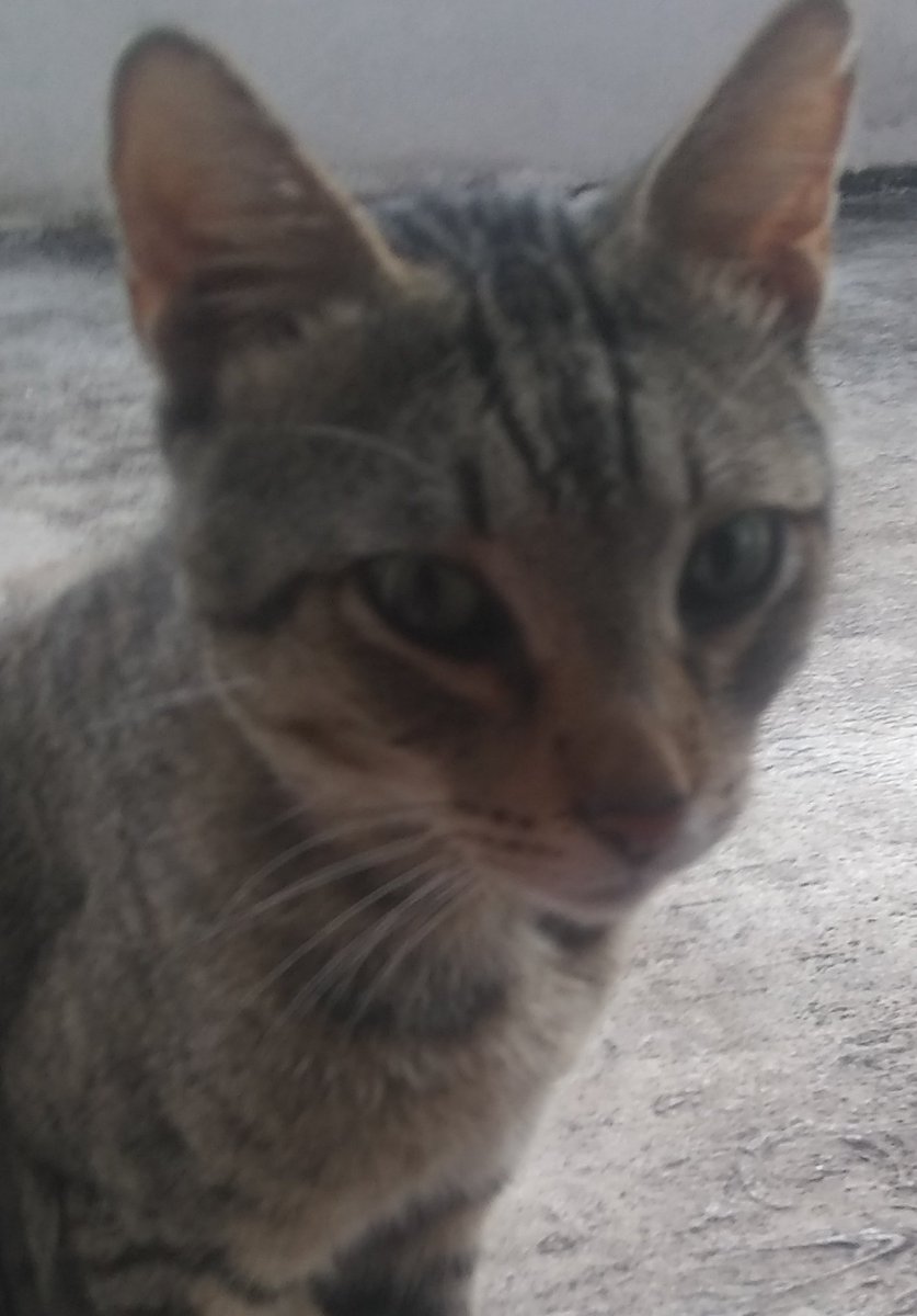 RT x este pack de dms
Entrego en 4 horas 

#ratzspace