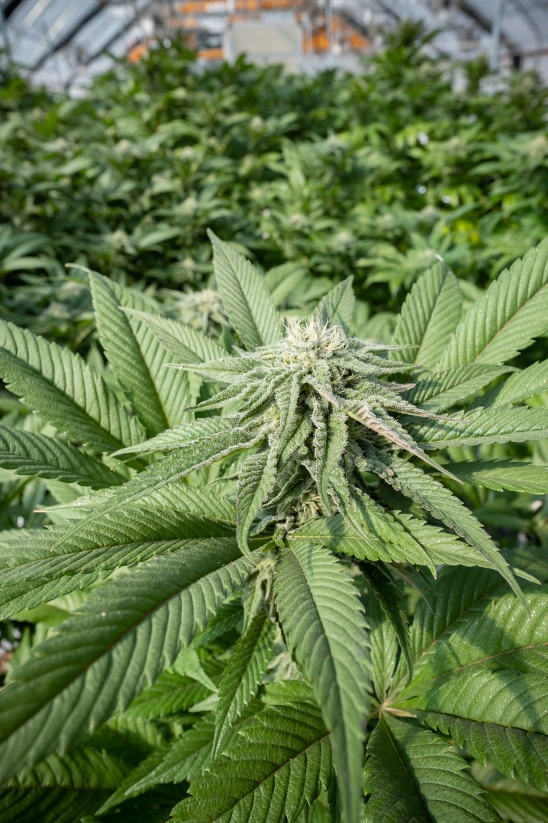 To Moffat’s Mayor Cassandra Foxx, “Area 420 is bringing nothing but good  things to the community” as well as “possible solutions for the town.”  crestoneeagle.org/area-420-is-sh… #cannabisindustry #area420 #nonprofitnews