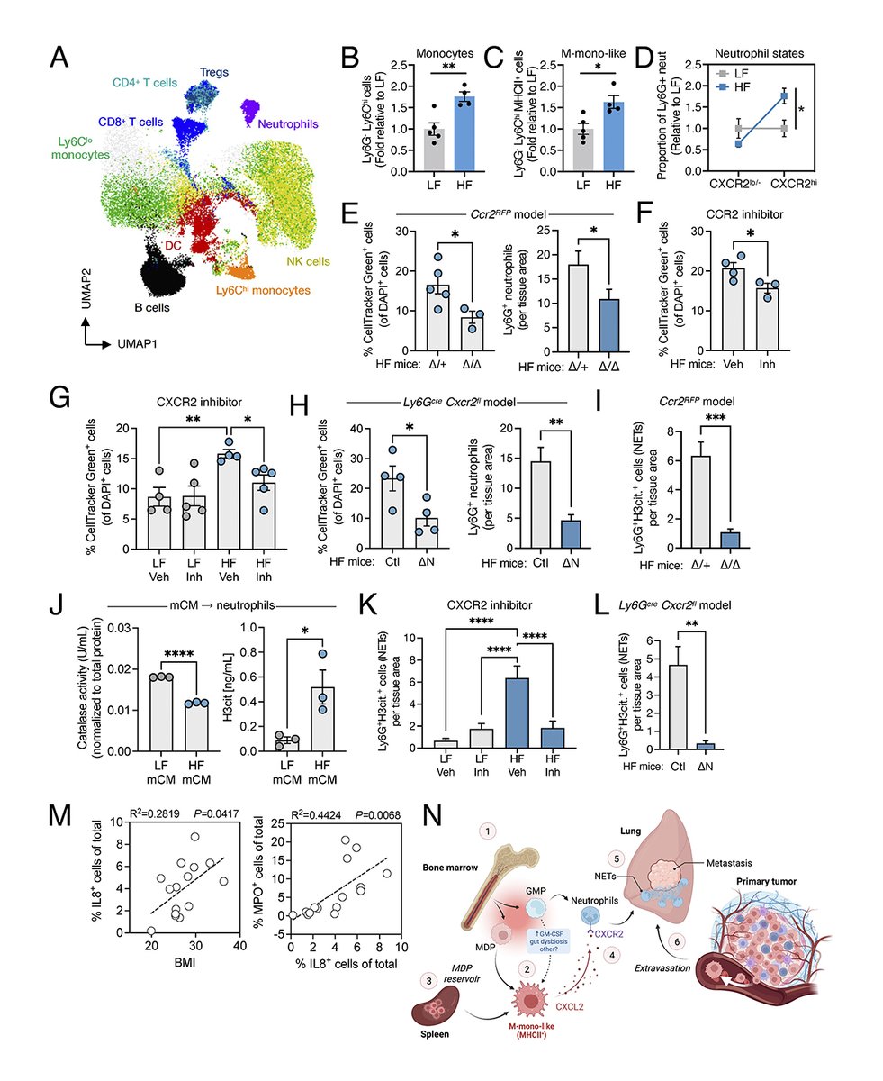 Journal of Experimental Medicine (@jexpmed) on Twitter photo .<a href="/mcdowell_sheri/">Sheri McDowell, PhD</a>, <a href="/MiletteSimon/">Simon Milette</a>, @DanielaQuail and colleagues <a href="/mcgillu/">McGill University</a> provide mechanistic insight into the relationship between obesity and cancer by broadening our understanding of the interactive role that myeloid cells play in this process. bit.ly/3nPwBxq .<a href="/mcdowell_sheri/">Sheri McDowell, PhD</a>, <a href="/MiletteSimon/">Simon Milette</a>, @DanielaQuail and colleagues <a href="/mcgillu/">McGill University</a> provide mechanistic insight into the relationship between obesity and cancer by broadening our understanding of the interactive role that myeloid cells play in this process. bit.ly/3nPwBxq