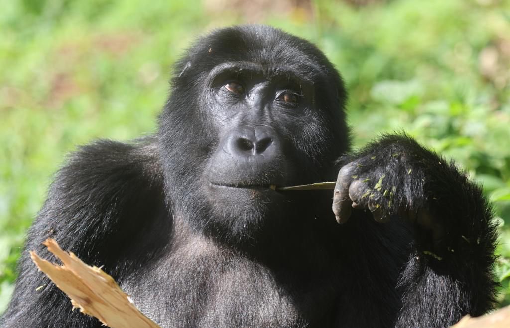 Tara Turkington tweet media