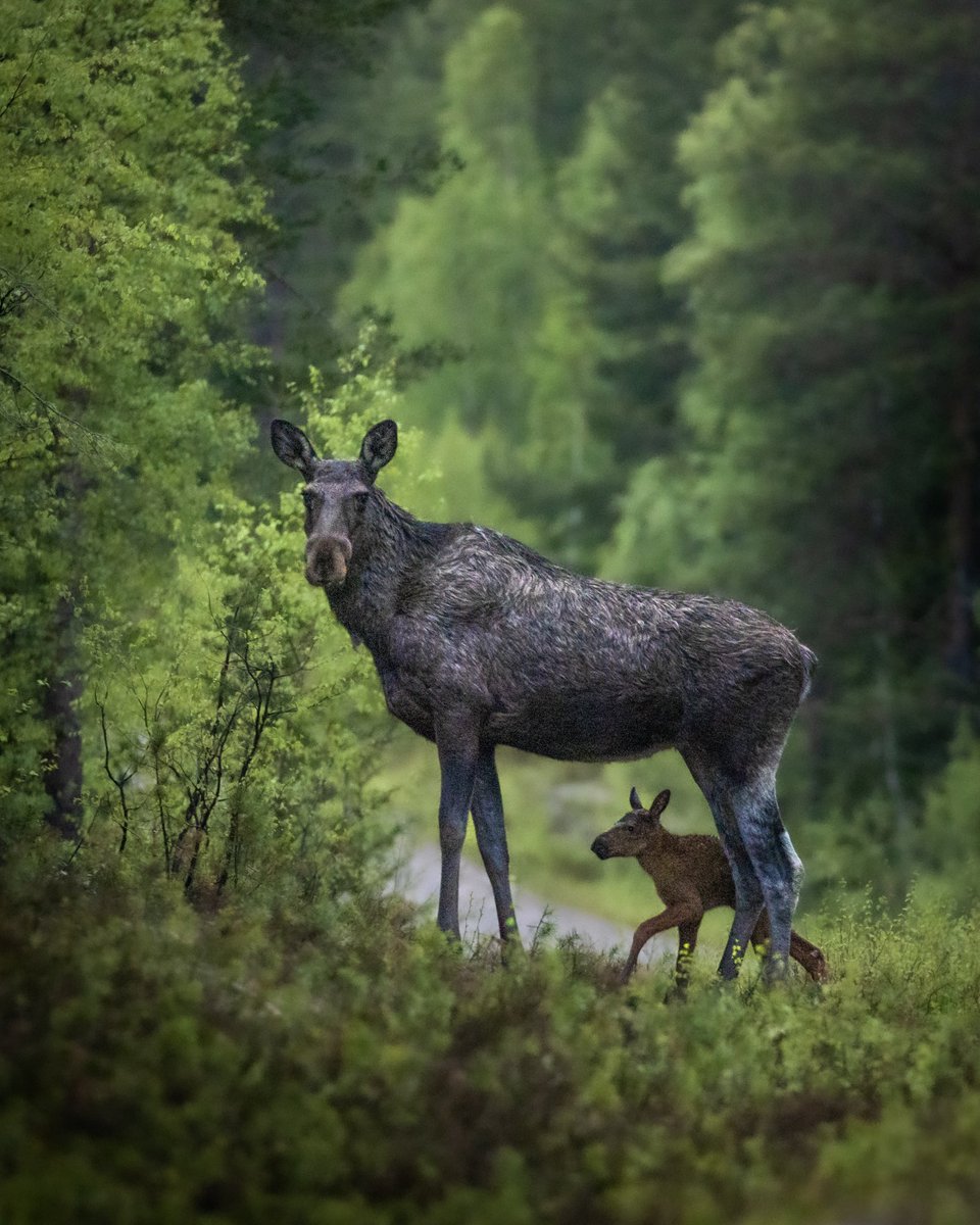 Newborn moose calf 🥹😍 youtu.be/D3zrpCMkwG4