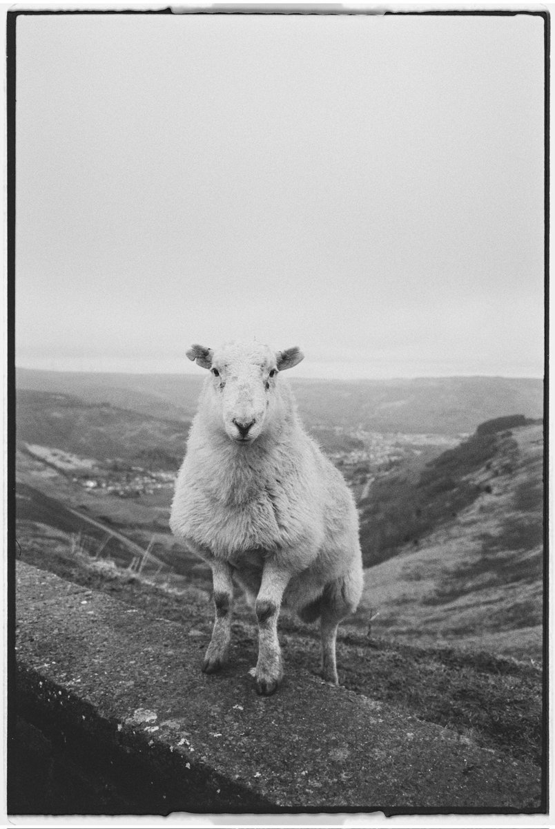 Can I just give up with Instagram now?

#thebwlch #sheep #WALES #cymru #leicam6 #Leica #blackandwhitephotography #bnwphoto #28mmelmarit #50mmsummicron #leicafilm #lfigallery #instagramisshit