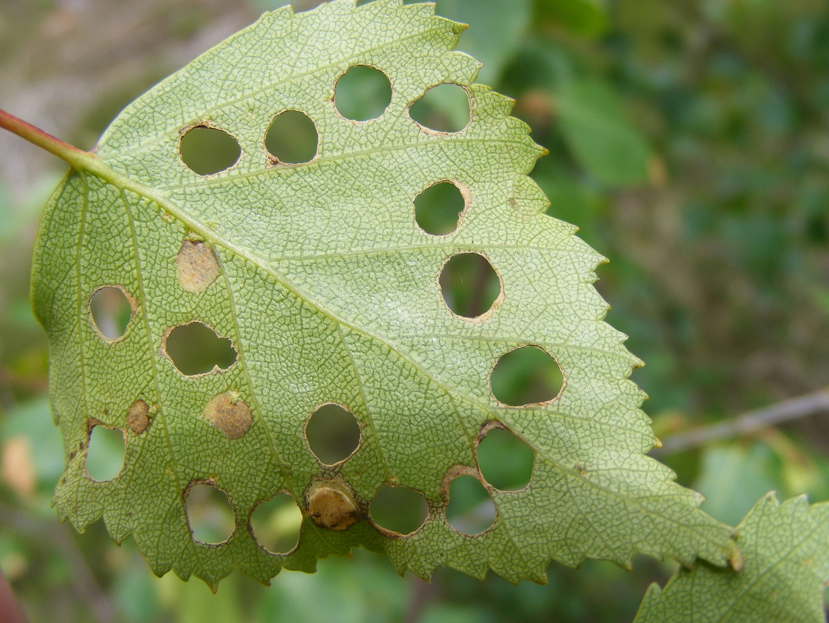 Gisteren  nog veel mijnen van de Berkenbladsnijdermot  gevonden, en ook nog een imago van de Gewone witvlekmot.  Lees meer over deze soorten en ook over de Beukenbladsnijdermot in een stukje dat wij geschreven hebben. bit.ly/witvlekmotten