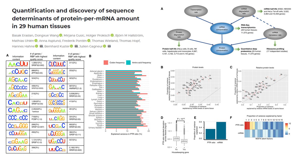 Proteome vs transcriptome 2/2

Quantification and discovery of sequence determinants of protein-per-mRNA amount in 29 human tissues

Dr. Hannes Hahne, Bernhard Kuster, Julien Gagneur labs Mol Syst Biol 2019
embopress.org/doi/full/10.15…