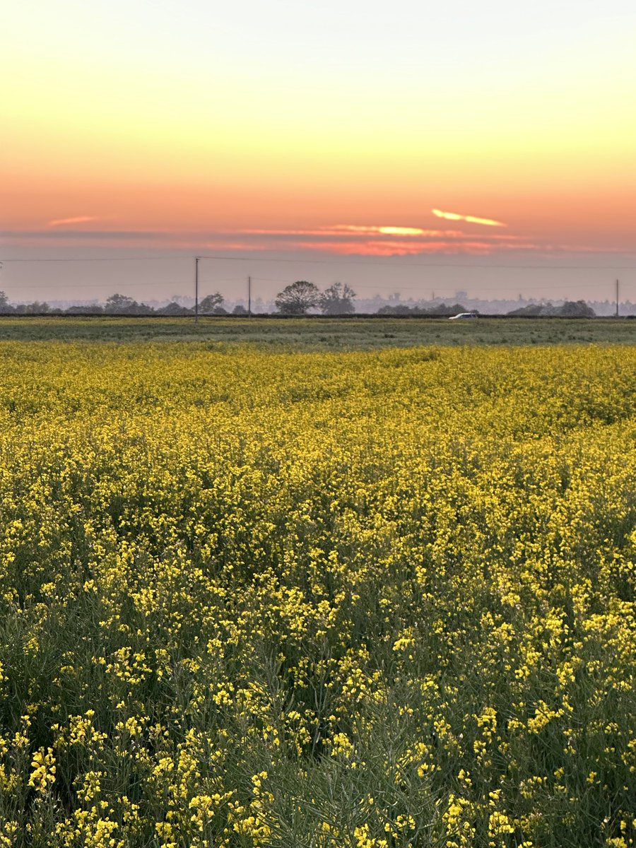 I love my job. I am blessed to have it. Talking with all of you is a joy. But I’m ready for the weekend. This week has been testing. With luck, this time tomorrow I’ll be looking at this. Last show of the week first though. #thefens  #tranquil #peace #goinghome  #cambridgeshire