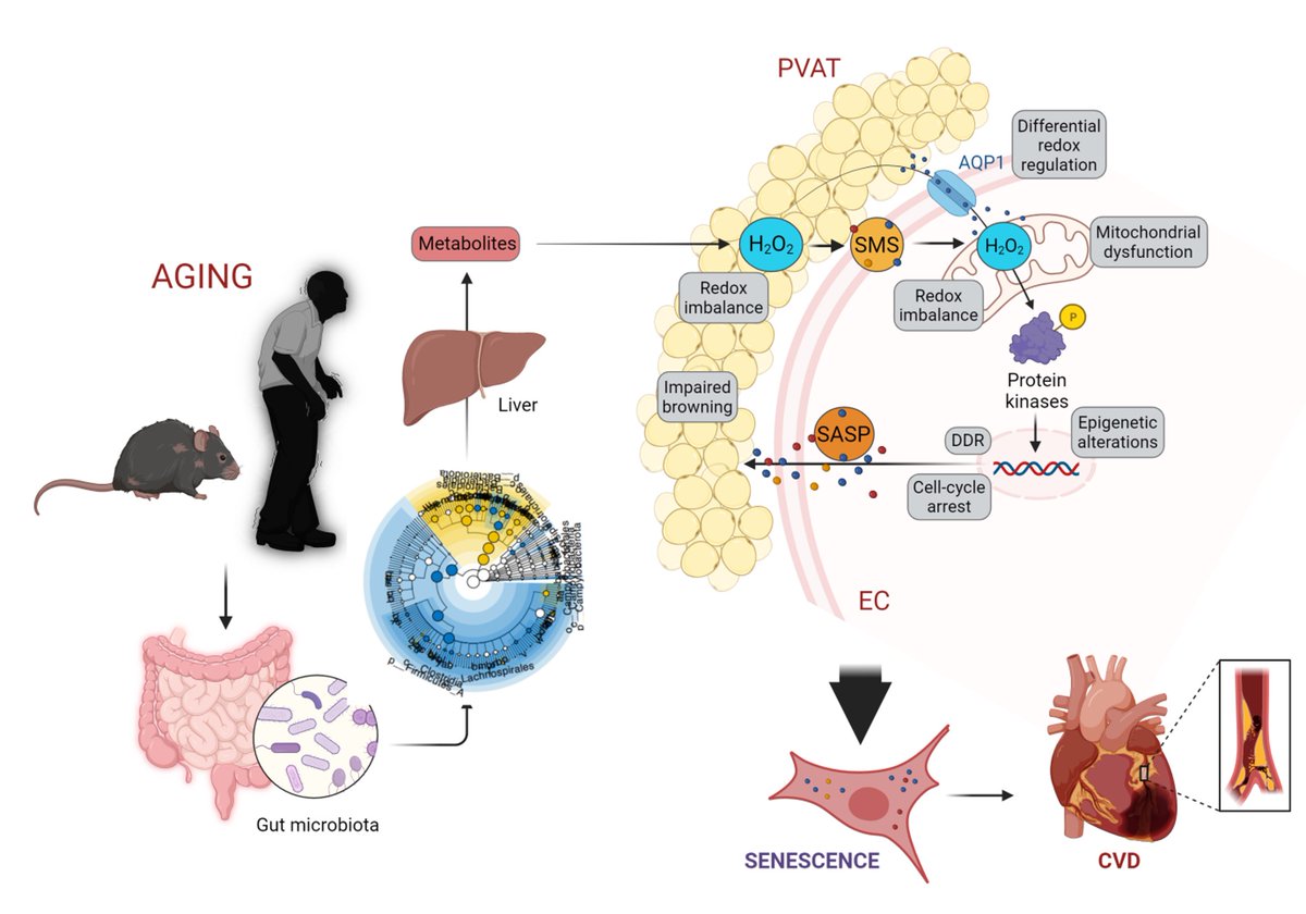 CTECresearch's tweet photo. A warm welcome to @SoheilSaeedi5 as a new group leader in cardiovascular #aging. The Saeedi Lab investigates redox signaling and microbial metabolites orchestrating senescence in ECs and PVAT: https://t.co/VyTalEouGQ @Unispital_USZ @UZH_en @CardioZurich  #CardioTwitter https://t.co/sZcCnr6x6M