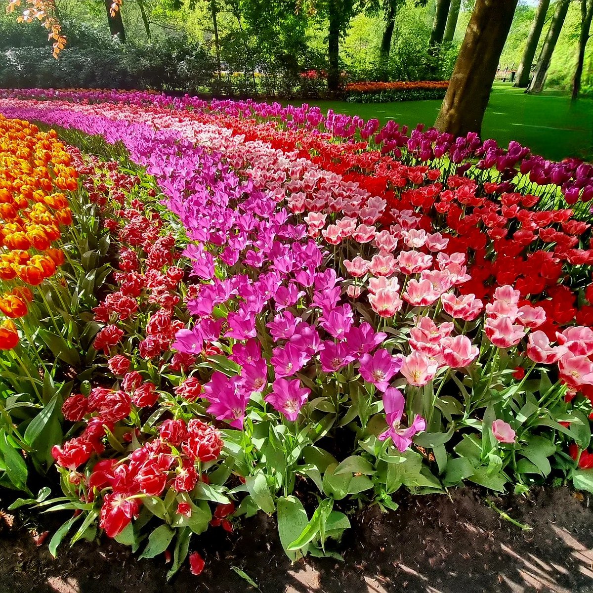 @ArtBooksForAvi I hope this  is ok. Not landscapes but it is nature 😇 Both pictures were taken at  the keukenhof in the netherlands. Beautifull flowershow. When i saw tje dragon first thing i thought of was @Avi_Kaplan @ArtBooksForAvi #landscapesforavi!