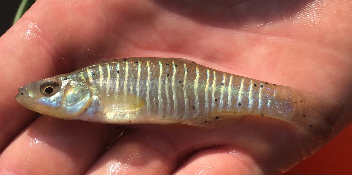 jayhawktiemann's tweet image. On this #EndangeredSpeciesDay on #FishFriday, want to showcase 4 fish projects our group has done to help protect, conserve &amp;amp; restore #EndangeredSpecies. All involved collaborators from multiple agencies - @INHSillinois, @INHSPACELab, @IllinoisDNR

tiemann.inhs.illinois.edu/research/

[1/6]