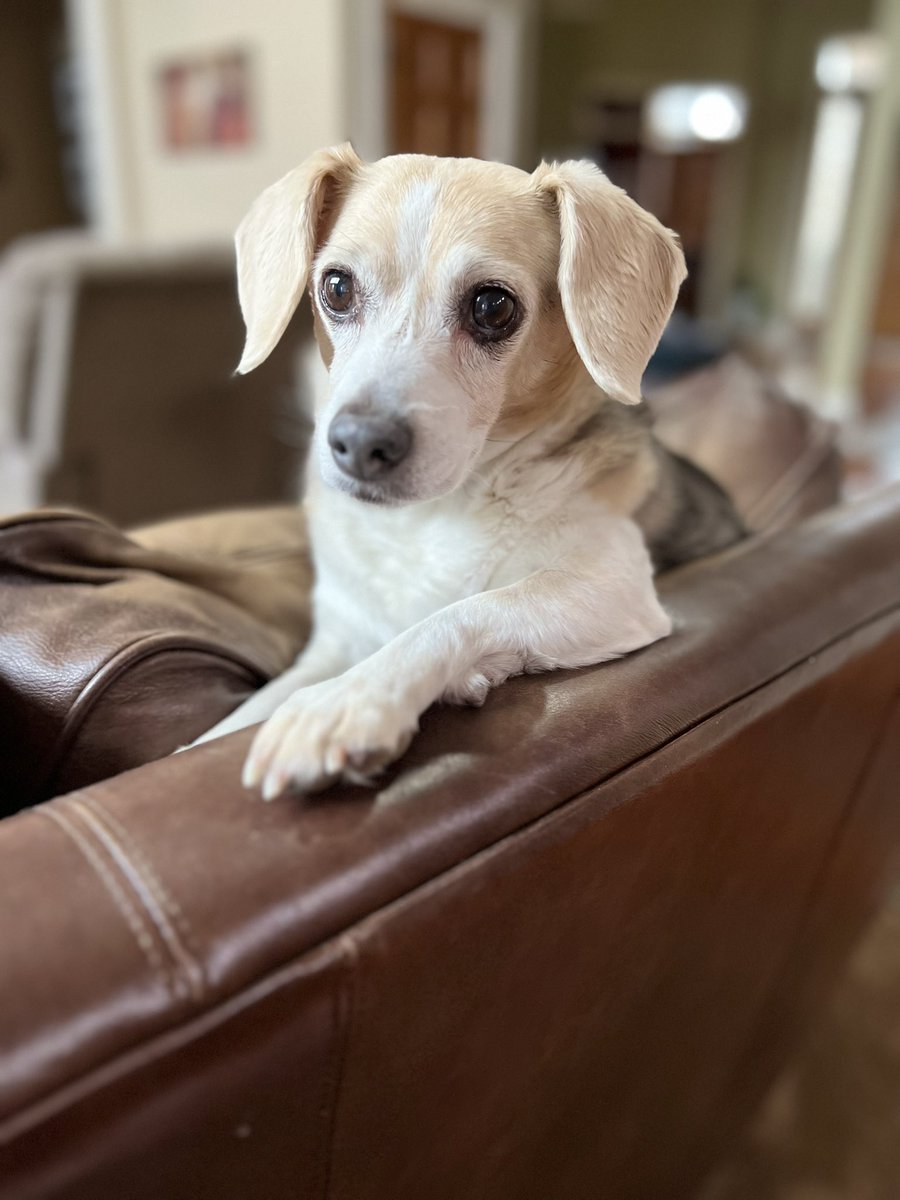 @JosueORivas We get to #housesit for all sorts of doggies. This girl here is a #PocketBeagle who lives in Ohio