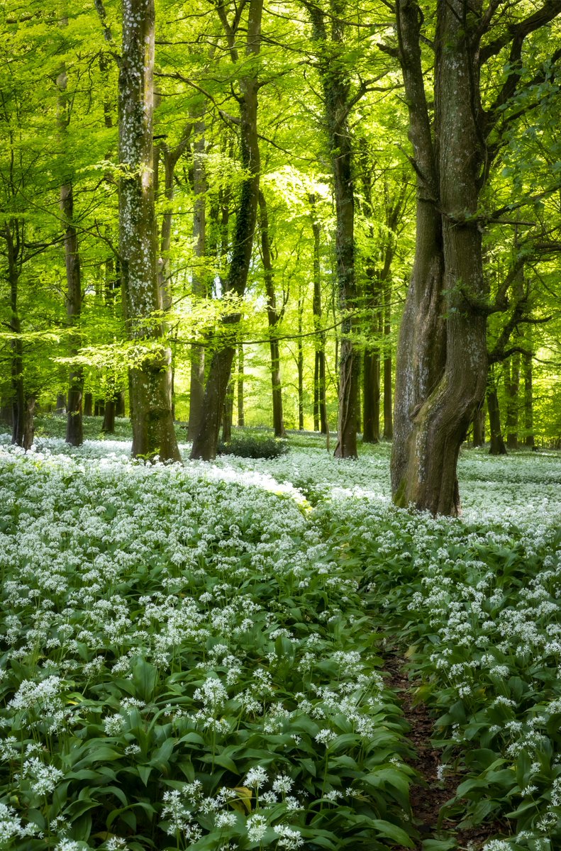 A small path though wild garlic. 
#southdowns
#spring
#woodland 
#fsprintmonday 
@sdnpa 
@CanonUKandIE