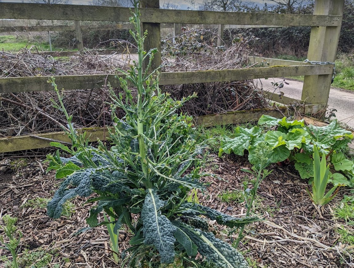 PlantingUp's tweet image. Getting a March on the Forest Garden dlvr.it/SpDzR3