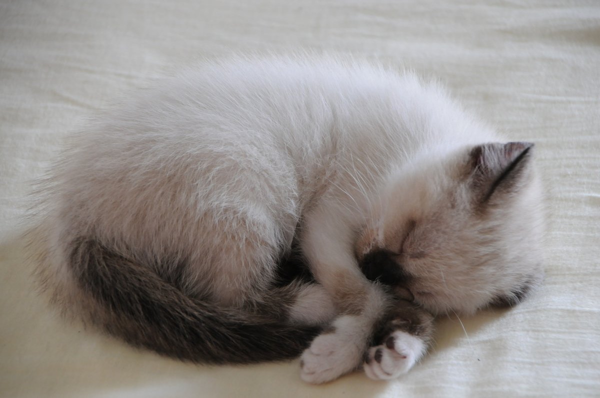 The world is afflicted by death and decay. But the wise do not grieve, having realized the nature of the world.
- The Buddha
#cats #CatsOfTwitter