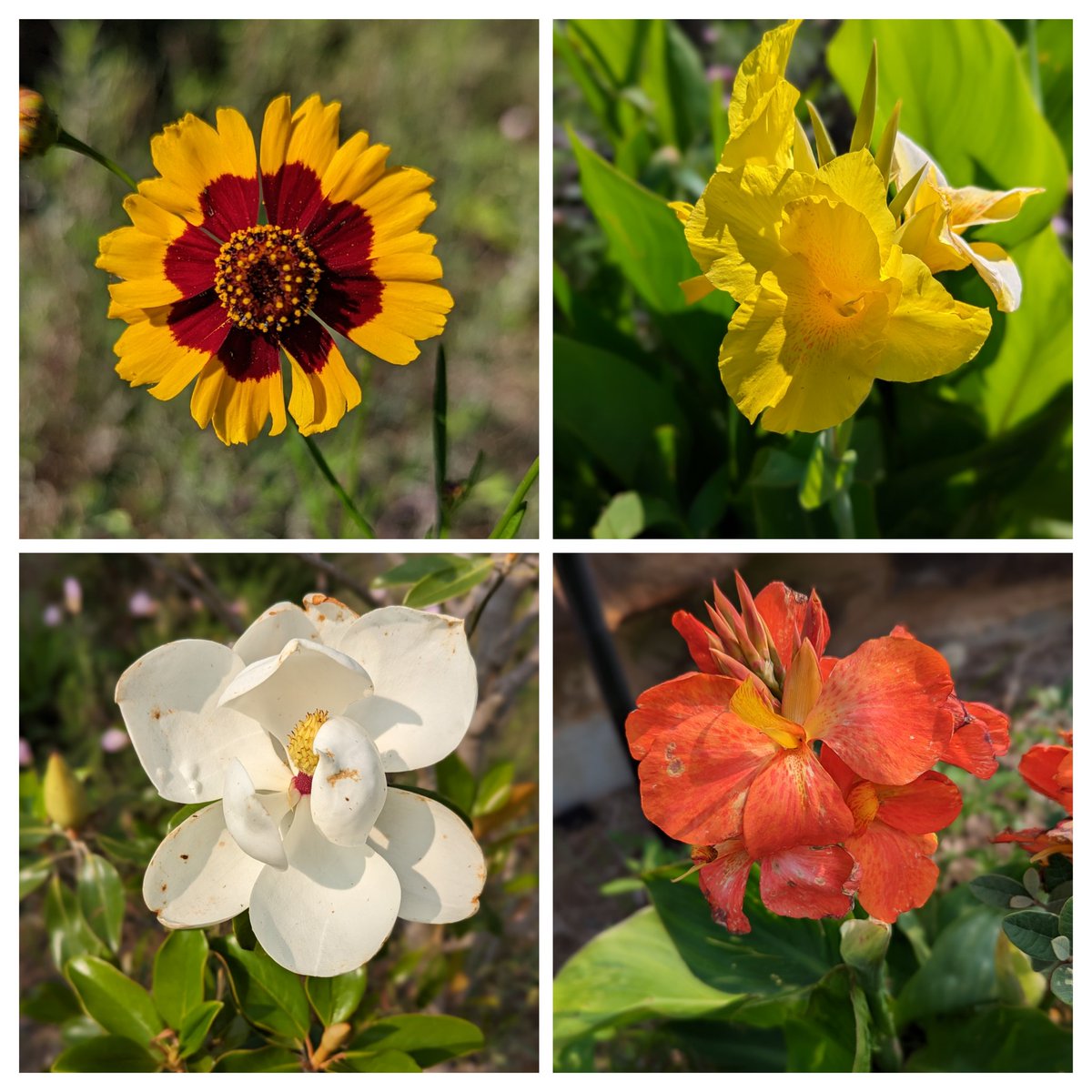 Spring beauty in #texas 😍