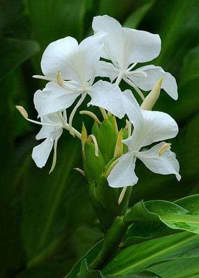 Te regalamos hoy la rica fragancia de La Mariposa, nuestra flor nacional🇨🇺
❤Símbolo de pureza y paz💙
#CubaEsAmor