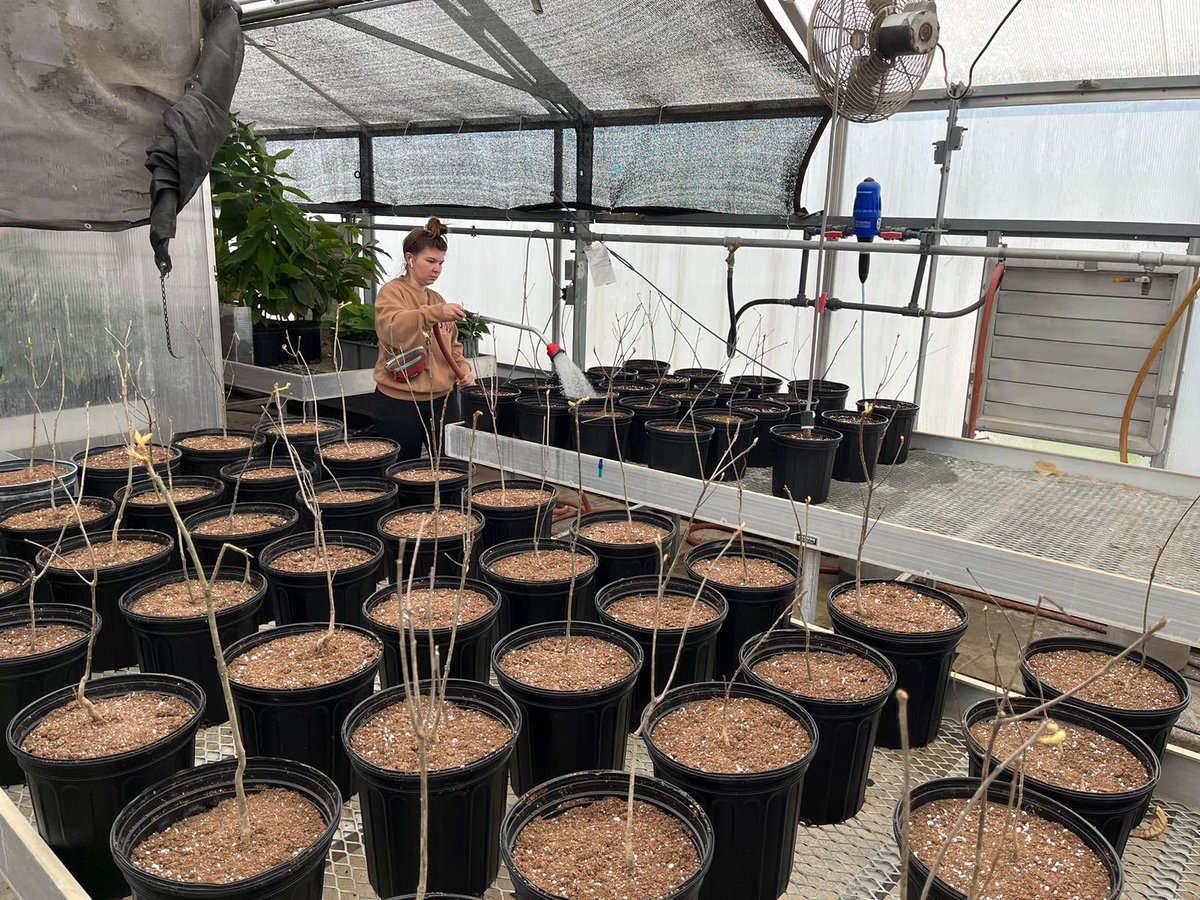 my #redoak saplings arrived today! once these little guys get a bit more established we'll be inoculating them with #oakwilt as a mirror experiment to our field trials! we'll also be doing a herbicide experiment to see what cause the quickest root mortality. #forestpathology