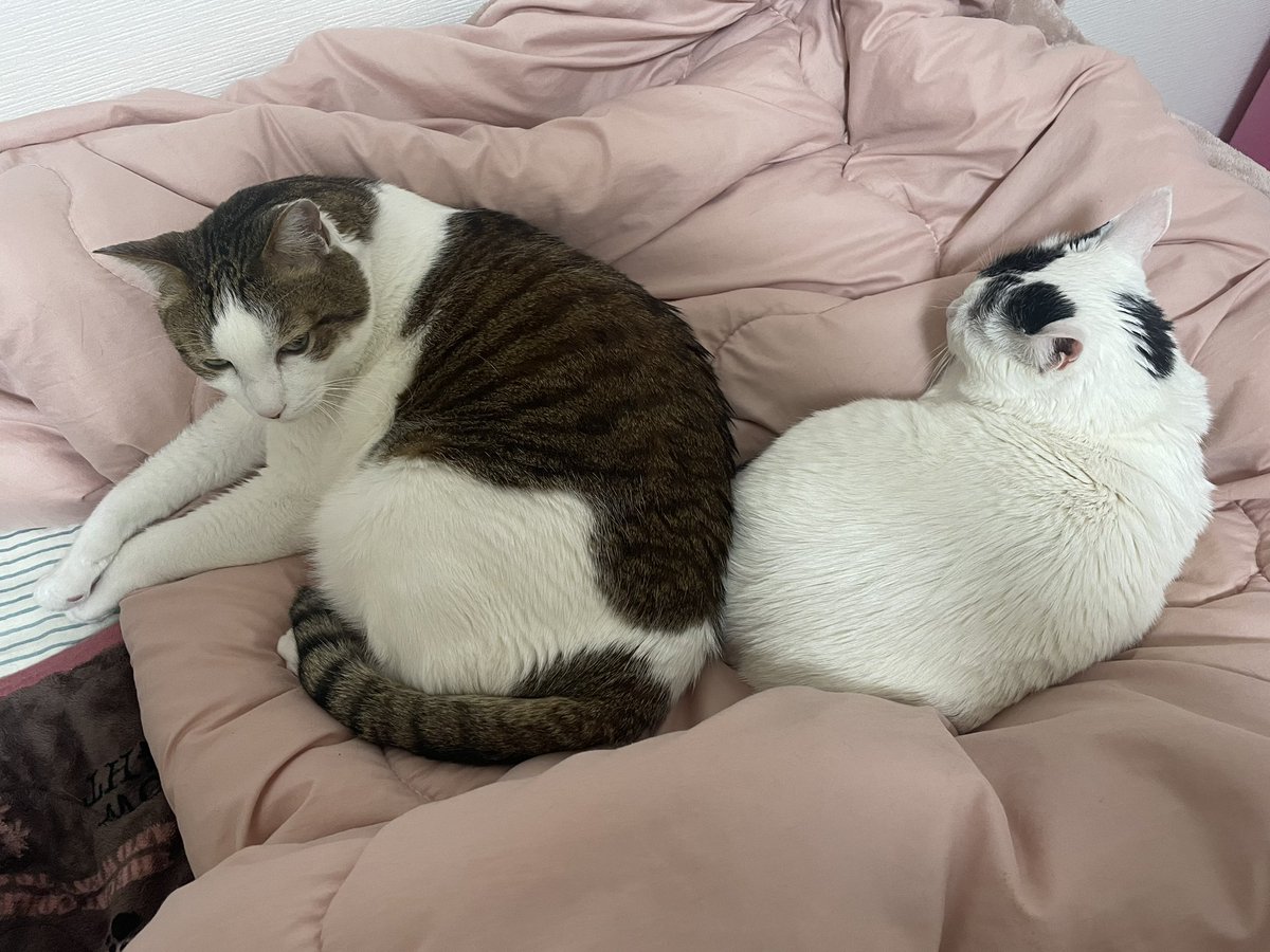 nekochanmmc's tweet photo. https://t.co/5g2MY6ja9z
