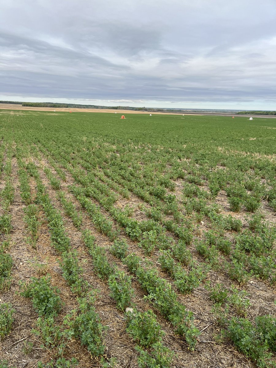 BY_DougSenko's tweet photo. There is still time to contact us for alfalfa seed production. Beautiful stand coming out of winter in NE Sask. @BrettYoungSeeds https://t.co/LQlpAoWyDL