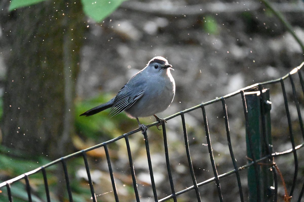 Pollen was blowing around as the sun was coming up, but this gray Catbird didn’t seem to mind. #birds #nature #birdwatching #birdcpp #spring #springmigration #mymorningwalk