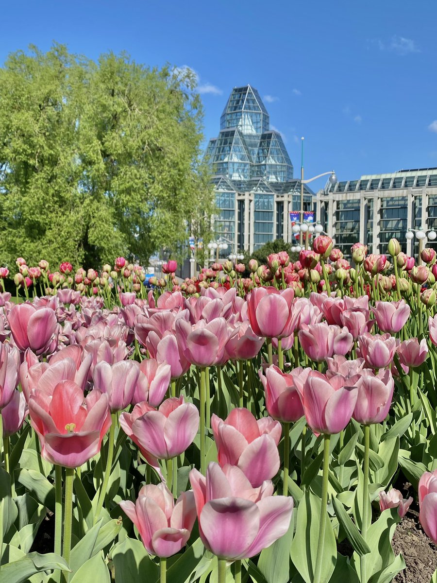 .@CdnTulipfest, you so pretty! 🌷😍🌷 #cdntulipfest #DiscoverON #Ottawa