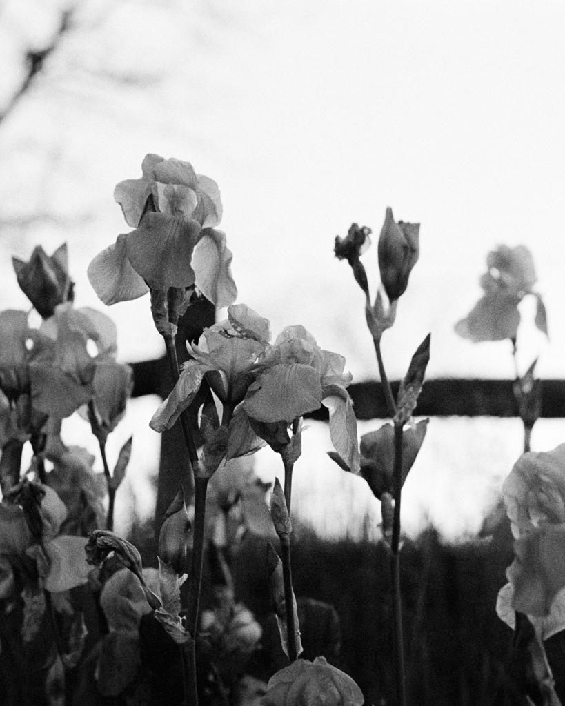 nolanzunk's tweet photo. Bearded Iris, 2022

From my last roll of film shot in Lexington
#400tx https://t.co/GXw7ZlrChV