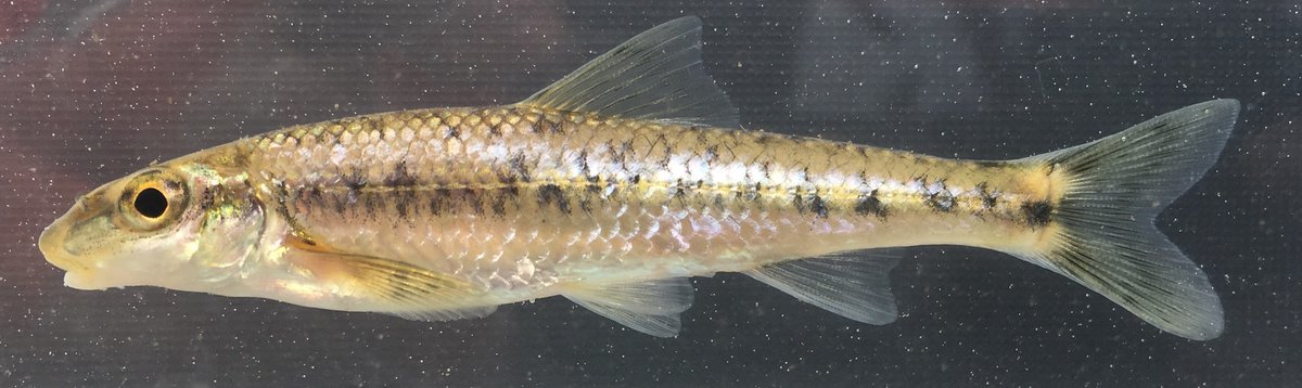 jayhawktiemann's tweet image. On this #EndangeredSpeciesDay on #FishFriday, want to showcase 4 fish projects our group has done to help protect, conserve &amp;amp; restore #EndangeredSpecies. All involved collaborators from multiple agencies - @INHSillinois, @INHSPACELab, @IllinoisDNR

tiemann.inhs.illinois.edu/research/

[1/6]