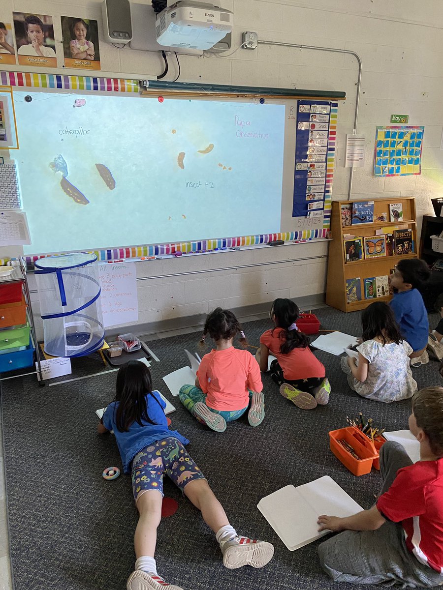 Our insects are in their pupa stage! We’re observing all the changes that have happened!