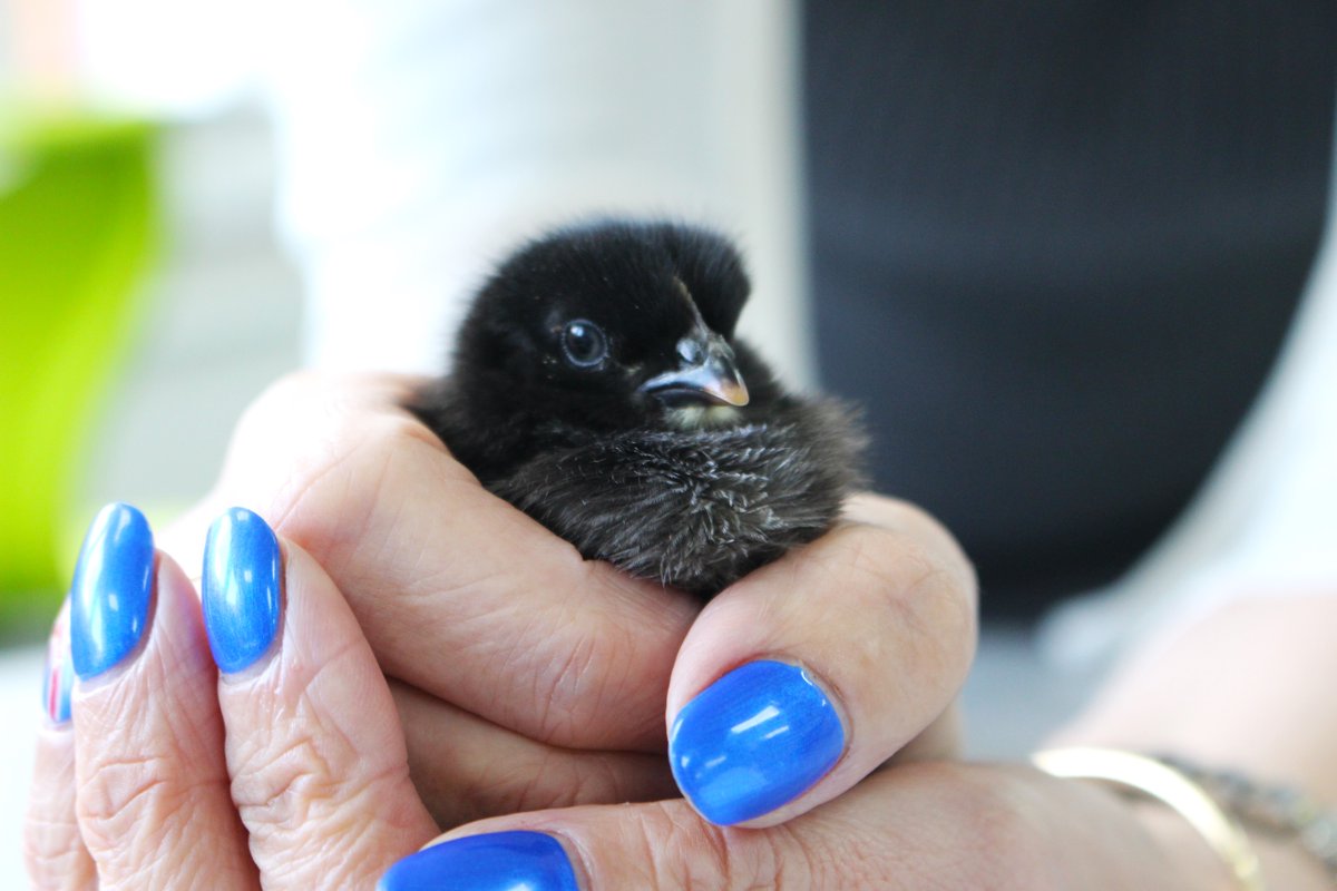 WhitgiftSchool1's tweet photo. Last week, eight baby chicks hatched at Whitgift! Did you know it takes a fertilised egg a remarkable 21 days to transform from an embryo into a chick?π£ #WhitgiftScience https://t.co/NMt4hT0QKg