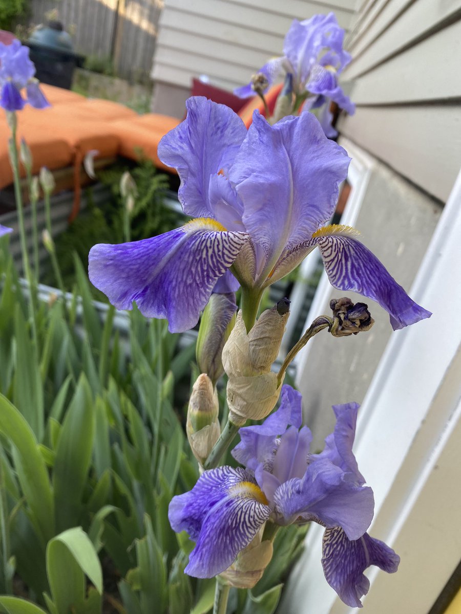 spinfisher's tweet photo. I love when the Iris arrive.
#OregonSpring https://t.co/pvkCebxHu3