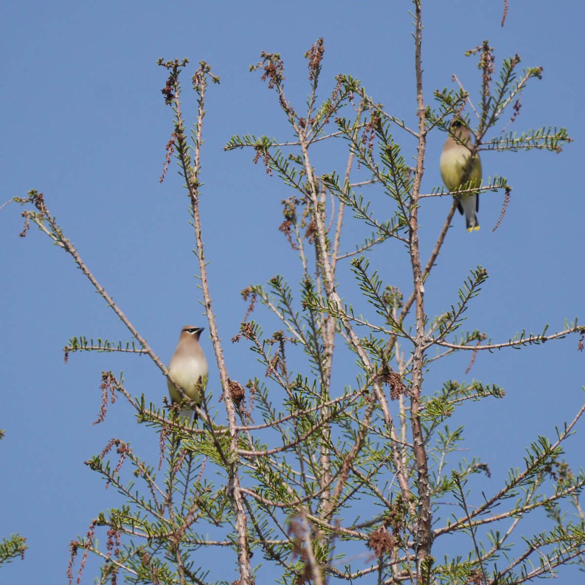 Want to get outside during your lunch hour? We have another Beginner Bird Walk coming up at 12:15 PM today! No registration required; just meet as at the Centre for Urban Ecology: humber.ca/arboretum/even…