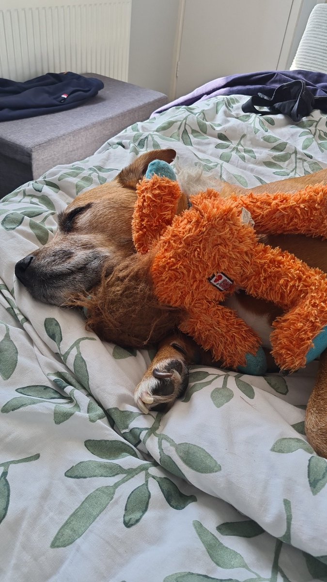 Mums here. Flynn told us he was ready this morning to make his final journey. He went OTRB at 2.20pm. Flynn asked us to tell all his pals that he loves you so much. Please don't put wings or halos on his pics, we want to remember him as he was. Thank you all for your support 💙