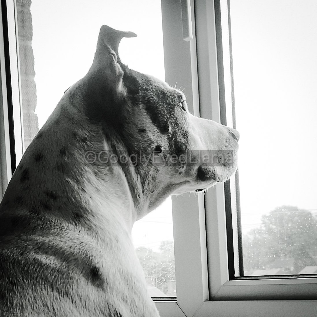 GooglyeyedLlama's tweet photo. It's been a beautiful day here so have a photo of my old man happily people watching at the window cos the photos taken today are still on my camera.
Seeing lots of depressing stuff on my tl, if you are too I hope this cleans it up a bit✌🏾
#Patch #DogsOfTwitter #BullBreed https://t.co/cCBnlB81zF