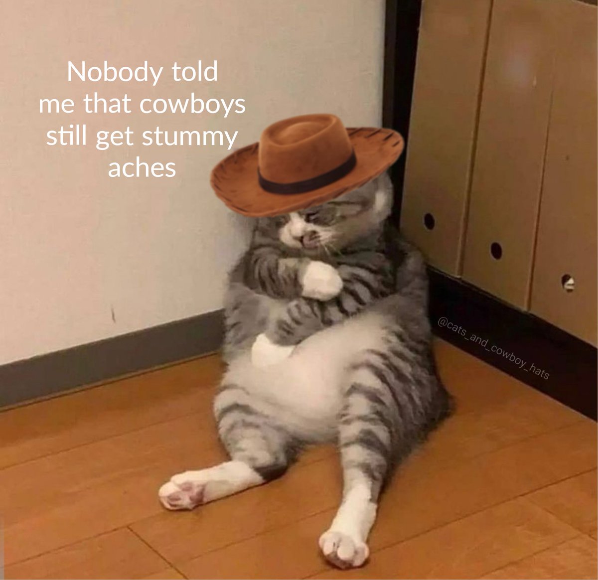 Cats And Cowboy Hats (@cowboycats) on Twitter photo 