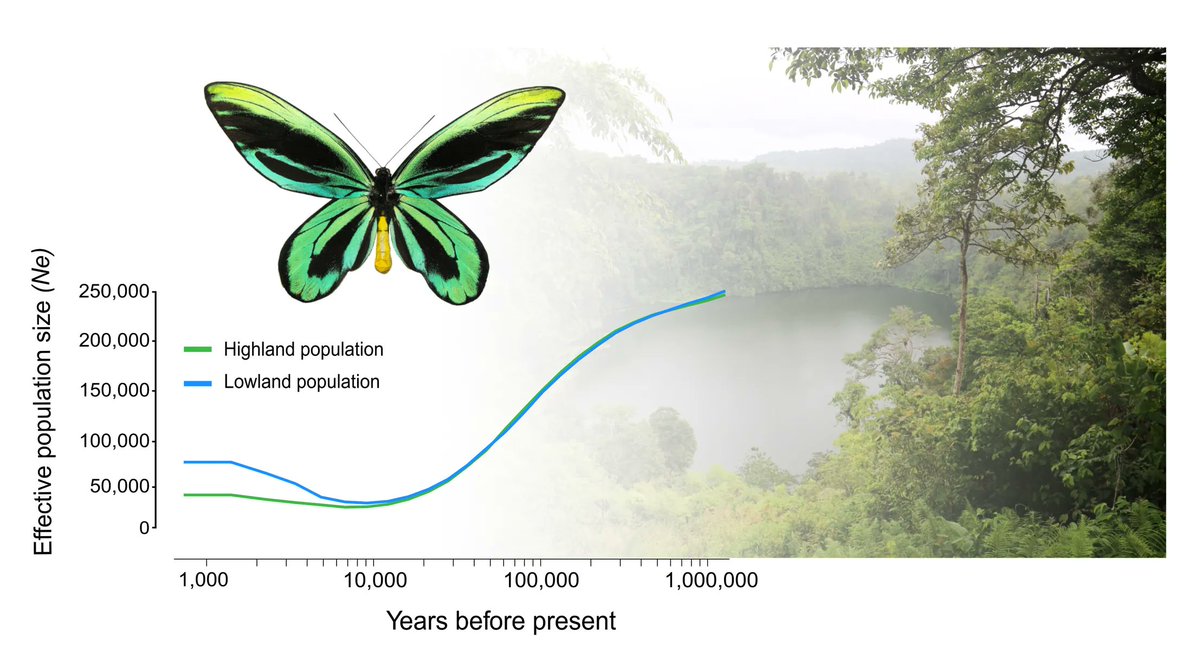 GBE (Genome Biology and Evolution) (@genomebiolevol) on Twitter photo Genomics, Population Divergence, and Historical Demography of the World's Largest and Endangered #Butterfly, The Queen Alexandra's Birdwing buff.ly/3M472Sy #science #evolution #biology #genome Genomics, Population Divergence, and Historical Demography of the World's Largest and Endangered #Butterfly, The Queen Alexandra's Birdwing buff.ly/3M472Sy #science #evolution #biology #genome