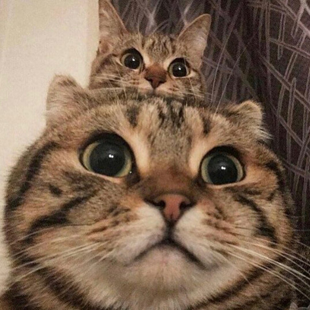 Why you should have a cat (@shouldhavecat) on Twitter photo 