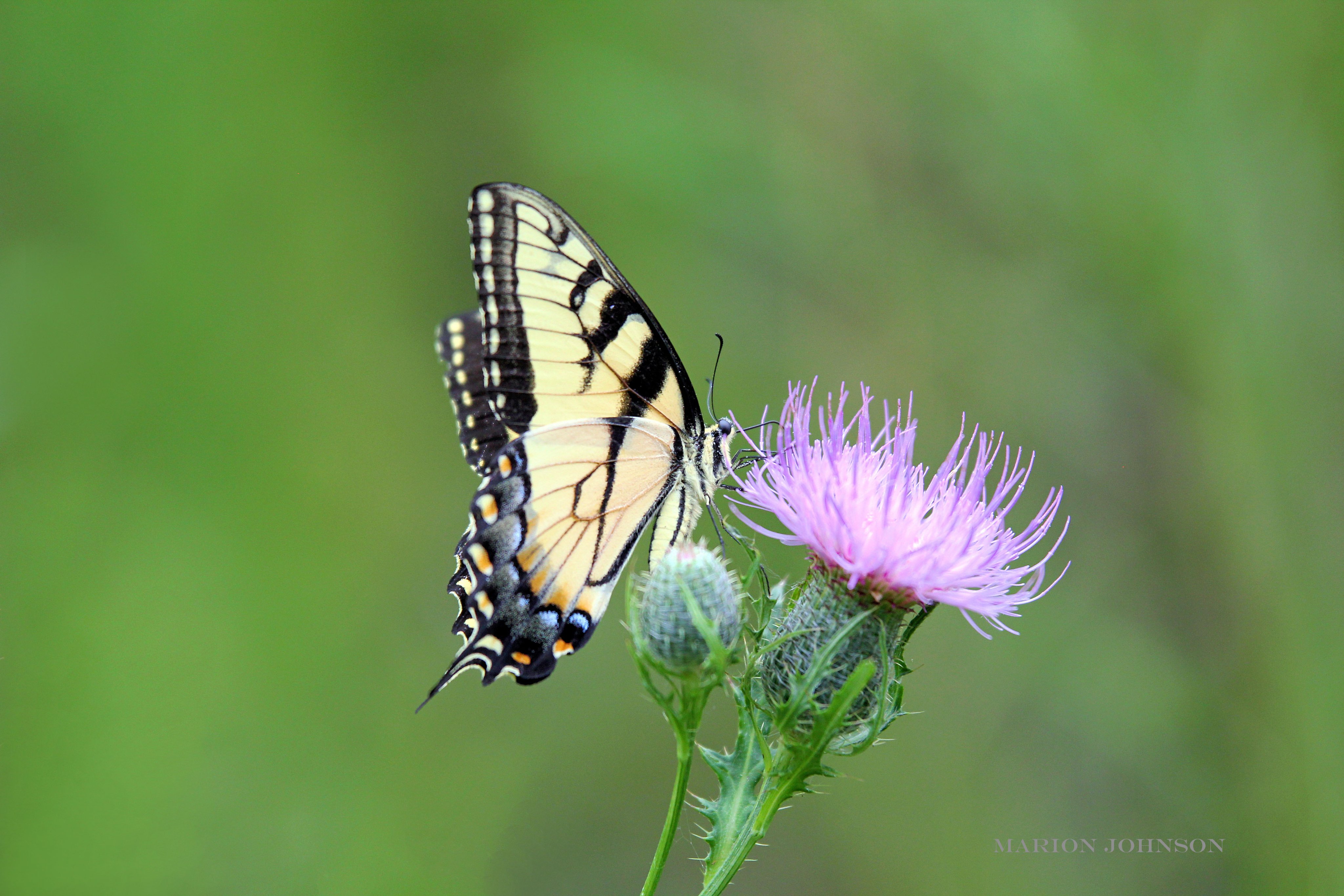 Wealden Photo Art (wealdenphotoart) / Twitter