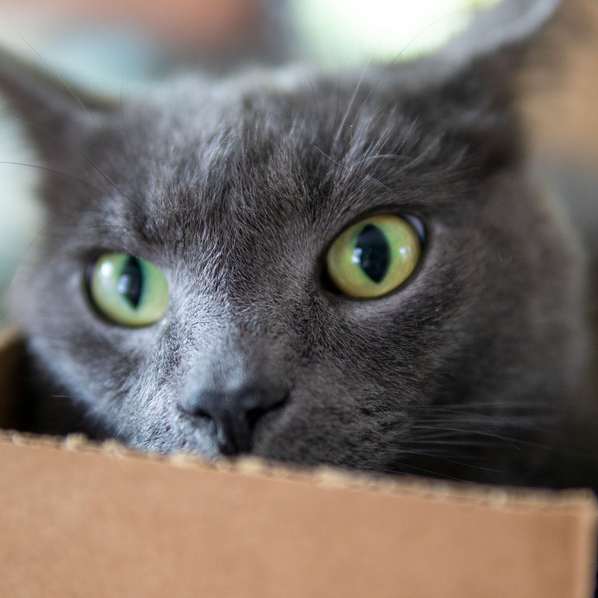 Hoffman Tactical tweet media