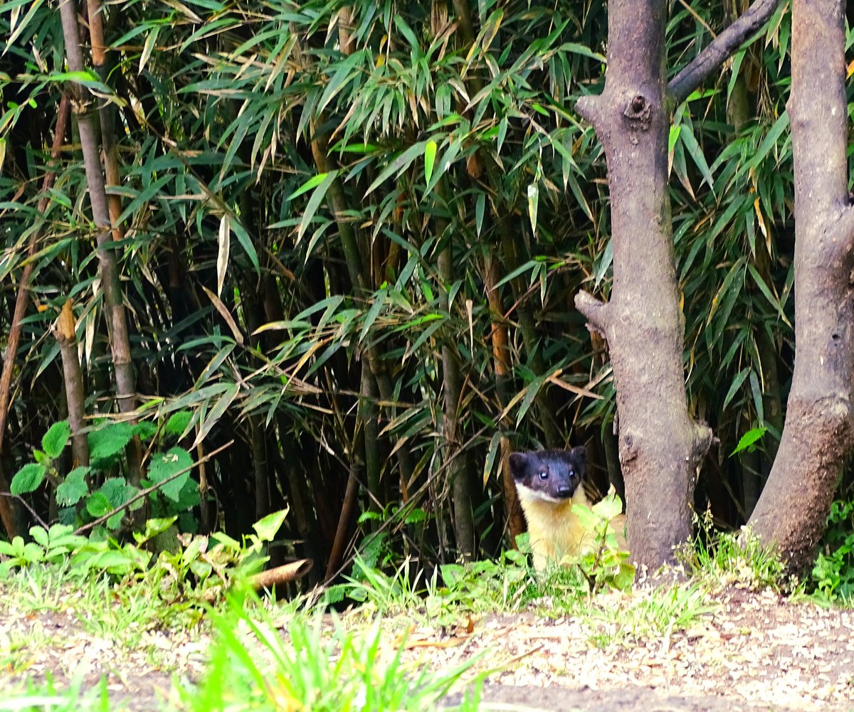 This is a yellow-throated marten, in the #Himalayas of #Nepal. 
Not many #mammals are yellow - how many can you name? 🟡
#MammalWatching #WildNepal