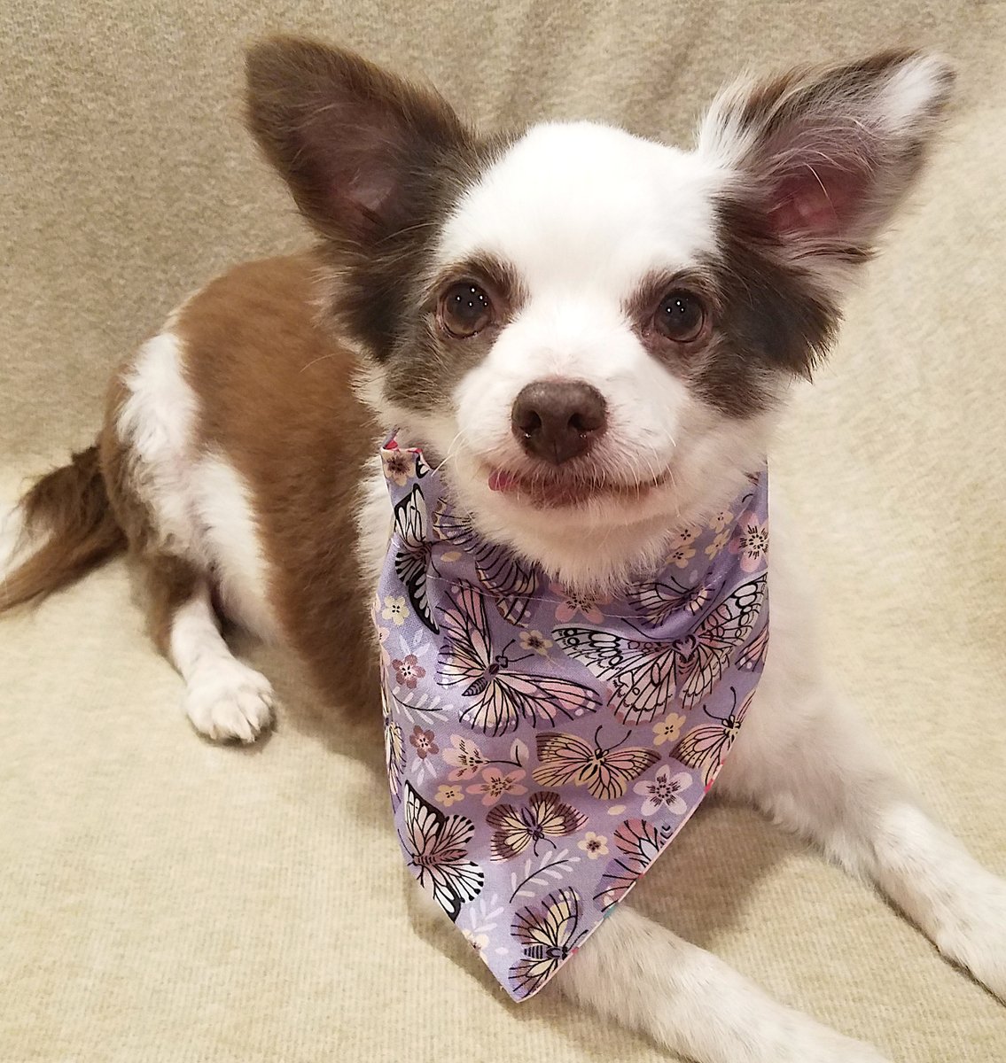 📢 Angels 😇Among Us #KindnessGiveaway !🎉
Sponsored by 😇<a href="/KaiaIsland/">Beagles Beau & Sky🐾 & 🌈 😇 IslandKaia🐾</a> in Honour of
All the 🌈😇Angels We Miss This Year !💕
10 WINNERS By Random Drawing!
WIN Yoos CHOICE of ANY Bandana!
➡️To ENTER: Comment An Angel GIF!
RETWEET♥️🐶
Ends Fri May 19 Midnight EST!
#dogsoftwitter