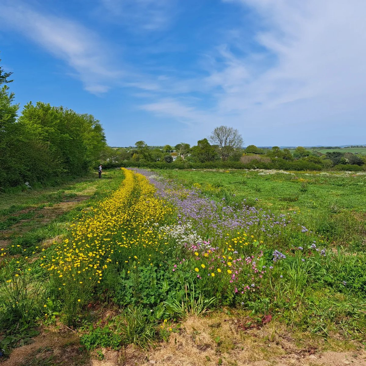 Soundmaker9's tweet image. 2nd week as volunteer with National Trust.  Today working alongside a team from the Eden Project maintaining a wild meadow at Coombe Farm near Fowey.