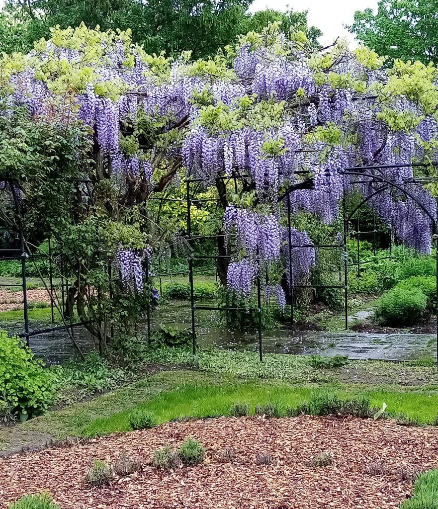 SLH82's tweet image. This Wisteria my mum saw in a local park is so pretty! 
#JoyinSpring #TwitterNatureCommunity