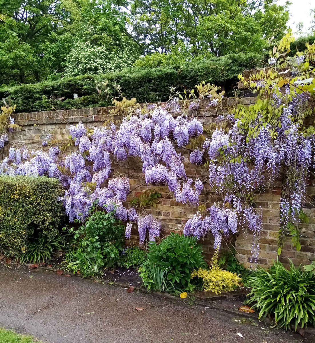 SLH82's tweet image. This Wisteria my mum saw in a local park is so pretty! 
#JoyinSpring #TwitterNatureCommunity
